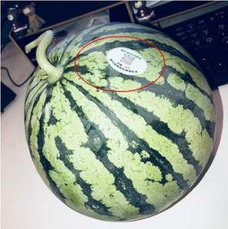 微信网红吃瓜,揭秘微信网红背后的那些事